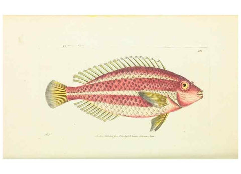Reproducción/Reproduction 30527716620: The naturalist's miscellany, or Coloured figures of natural objects. London :Printed for Nodder & Co.,1789-1813