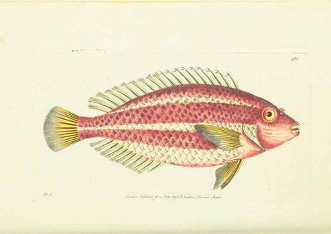 Reproducción/Reproduction 30527716620: The naturalist's miscellany, or Coloured figures of natural objects. London :Printed for Nodder & Co.,1789-1813