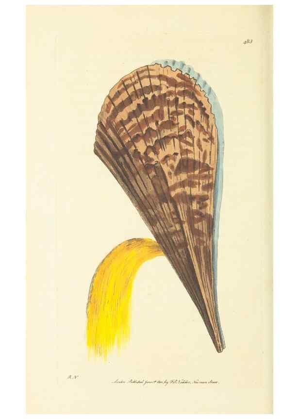 Reproducción/Reproduction 30711742452: The naturalist's miscellany, or Coloured figures of natural objects. London :Printed for Nodder & Co.,1789-1813