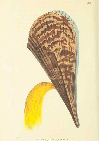 Reproducción/Reproduction 30711742452: The naturalist's miscellany, or Coloured figures of natural objects. London :Printed for Nodder & Co.,1789-1813