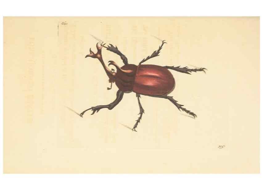 Reproducción/Reproduction 30528065720: The naturalist's miscellany, or Coloured figures of natural objects. London :Printed for Nodder & Co.,1789-1813