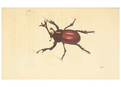 Reproducción/Reproduction 30528065720: The naturalist's miscellany, or Coloured figures of natural objects. London :Printed for Nodder & Co.,1789-1813