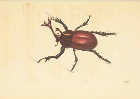 Reproducción/Reproduction 30528065720: The naturalist's miscellany, or Coloured figures of natural objects. London :Printed for Nodder & Co.,1789-1813