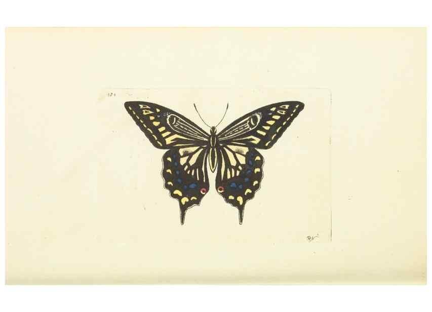 Reproducción/Reproduction 30711743432: The naturalist's miscellany, or Coloured figures of natural objects. London :Printed for Nodder & Co.,1789-1813