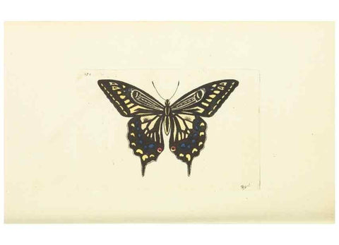 Reproducción/Reproduction 30711743432: The naturalist's miscellany, or Coloured figures of natural objects. London :Printed for Nodder & Co.,1789-1813