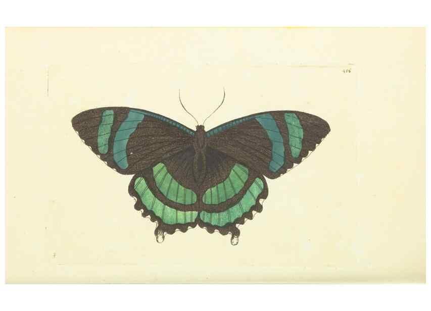 Reproducción/Reproduction 30711745702: The naturalist's miscellany, or Coloured figures of natural objects. London :Printed for Nodder & Co.,1789-1813