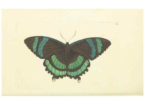 Reproducción/Reproduction 30711745702: The naturalist's miscellany, or Coloured figures of natural objects. London :Printed for Nodder & Co.,1789-1813