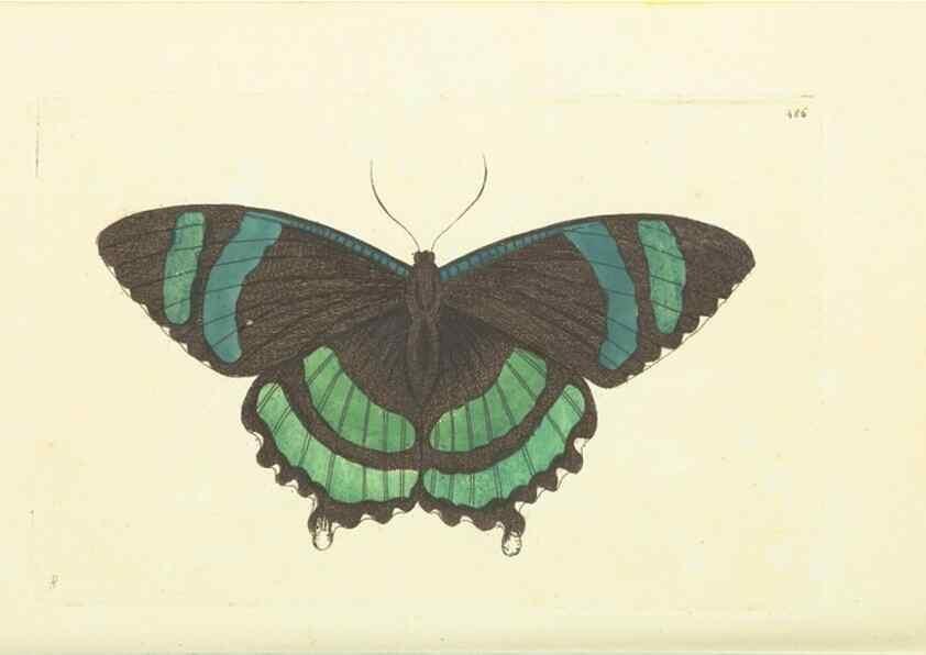 Reproducción/Reproduction 30711745702: The naturalist's miscellany, or Coloured figures of natural objects. London :Printed for Nodder & Co.,1789-1813