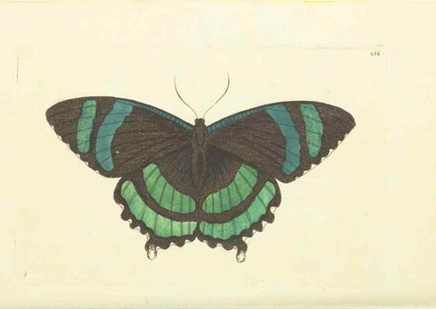 Reproducción/Reproduction 30711745702: The naturalist's miscellany, or Coloured figures of natural objects. London :Printed for Nodder & Co.,1789-1813