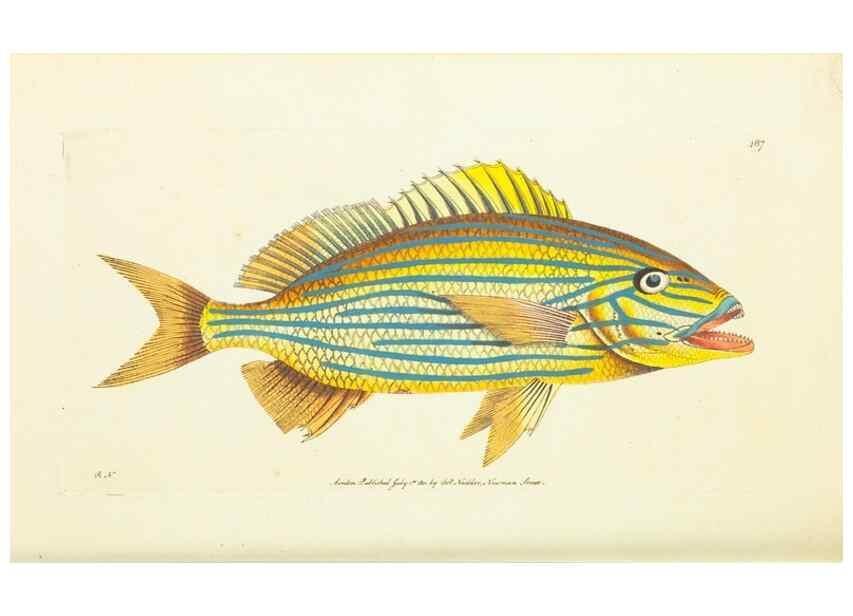 Reproducción/Reproduction 30196925664: The naturalist's miscellany, or Coloured figures of natural objects. London :Printed for Nodder & Co.,1789-1813