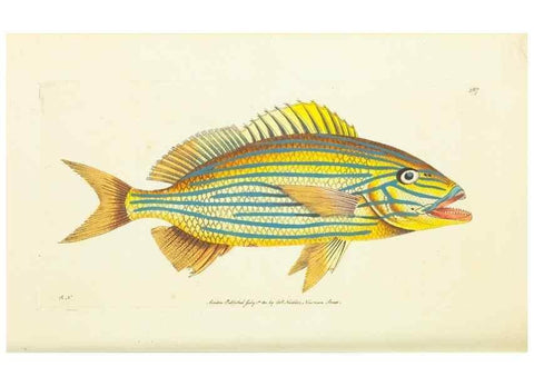 Reproducción/Reproduction 30196925664: The naturalist's miscellany, or Coloured figures of natural objects. London :Printed for Nodder & Co.,1789-1813
