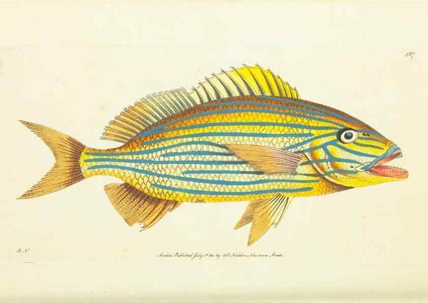 Reproducción/Reproduction 30196925664: The naturalist's miscellany, or Coloured figures of natural objects. London :Printed for Nodder & Co.,1789-1813