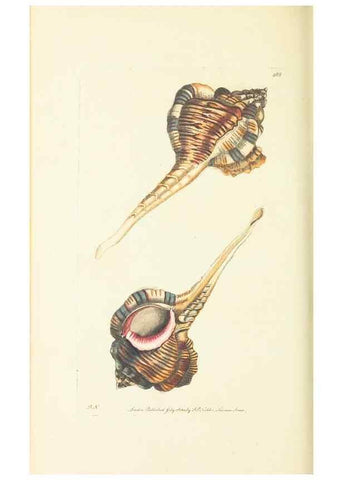 Reproducción/Reproduction 30711747772: The naturalist's miscellany, or Coloured figures of natural objects. London :Printed for Nodder & Co.,1789-1813
