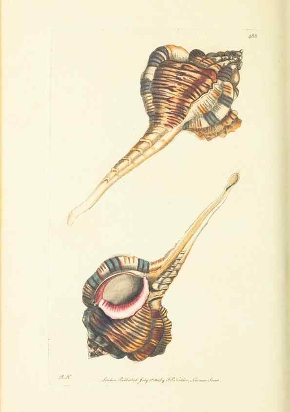 Reproducción/Reproduction 30711747772: The naturalist's miscellany, or Coloured figures of natural objects. London :Printed for Nodder & Co.,1789-1813