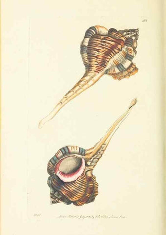 Reproducción/Reproduction 30711747772: The naturalist's miscellany, or Coloured figures of natural objects. London :Printed for Nodder & Co.,1789-1813
