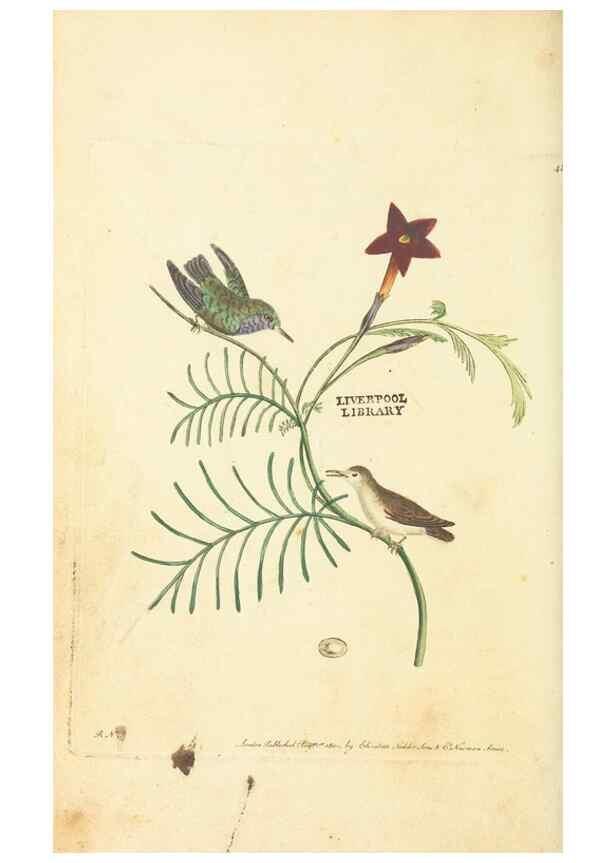 Reproducción/Reproduction 30711749032: The naturalist's miscellany, or Coloured figures of natural objects. London :Printed for Nodder & Co.,1789-1813