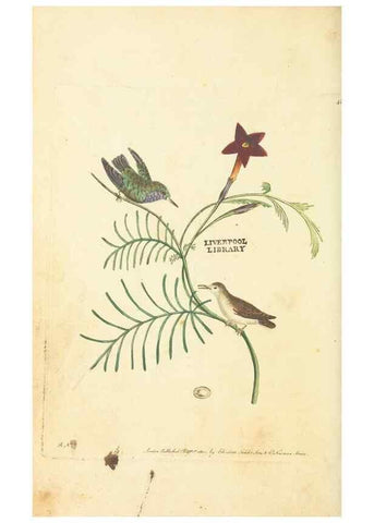 Reproducción/Reproduction 30711749032: The naturalist's miscellany, or Coloured figures of natural objects. London :Printed for Nodder & Co.,1789-1813