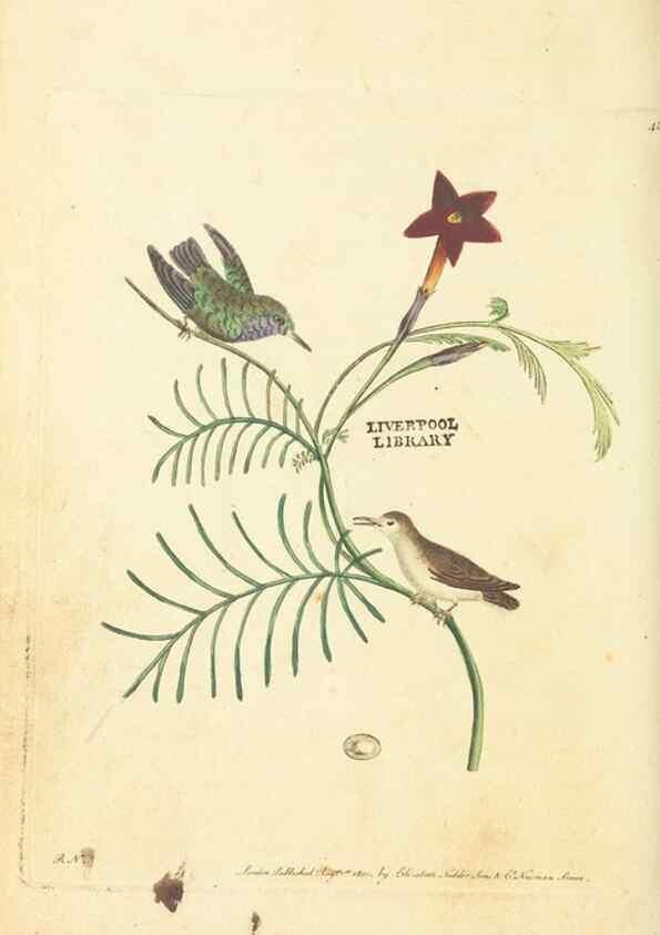 Reproducción/Reproduction 30711749032: The naturalist's miscellany, or Coloured figures of natural objects. London :Printed for Nodder & Co.,1789-1813