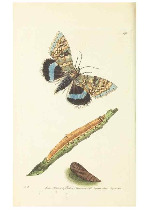 Reproducción/Reproduction 30527727810: The naturalist's miscellany, or Coloured figures of natural objects. London :Printed for Nodder & Co.,1789-1813