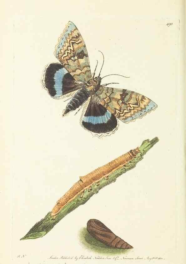 Reproducción/Reproduction 30527727810: The naturalist's miscellany, or Coloured figures of natural objects. London :Printed for Nodder & Co.,1789-1813