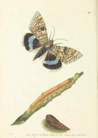 Reproducción/Reproduction 30527727810: The naturalist's miscellany, or Coloured figures of natural objects. London :Printed for Nodder & Co.,1789-1813