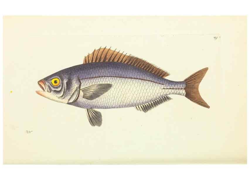 Reproducción/Reproduction 30527728790: The naturalist's miscellany, or Coloured figures of natural objects. London :Printed for Nodder & Co.,1789-1813