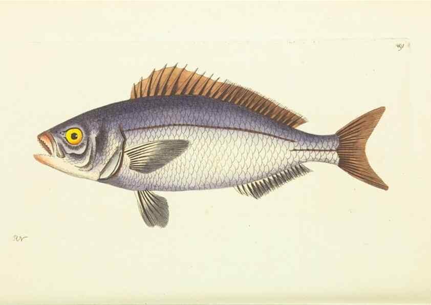 Reproducción/Reproduction 30527728790: The naturalist's miscellany, or Coloured figures of natural objects. London :Printed for Nodder & Co.,1789-1813