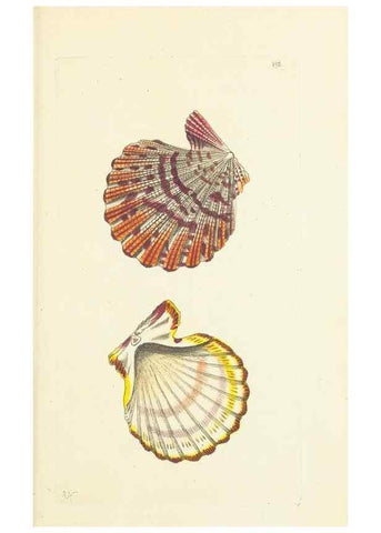 Reproducción/Reproduction 30740751921: The naturalist's miscellany, or Coloured figures of natural objects. London :Printed for Nodder & Co.,1789-1813