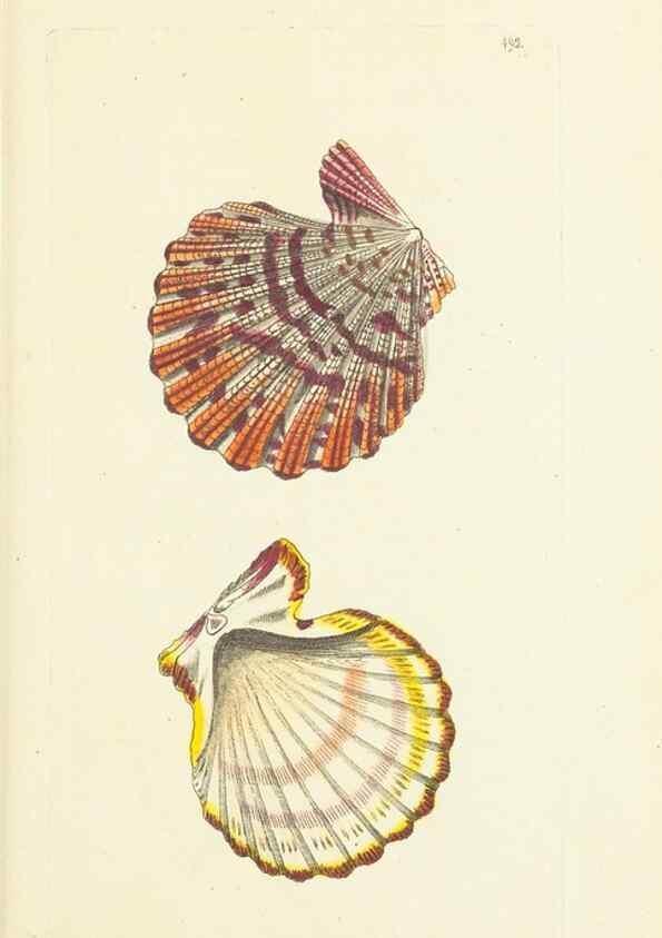 Reproducción/Reproduction 30740751921: The naturalist's miscellany, or Coloured figures of natural objects. London :Printed for Nodder & Co.,1789-1813