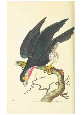 Reproducción/Reproduction 30527720680: The naturalist's miscellany, or Coloured figures of natural objects. London :Printed for Nodder & Co.,1789-1813