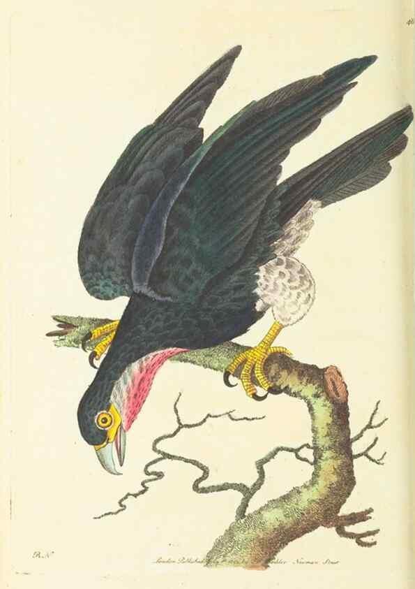 Reproducción/Reproduction 30527720680: The naturalist's miscellany, or Coloured figures of natural objects. London :Printed for Nodder & Co.,1789-1813