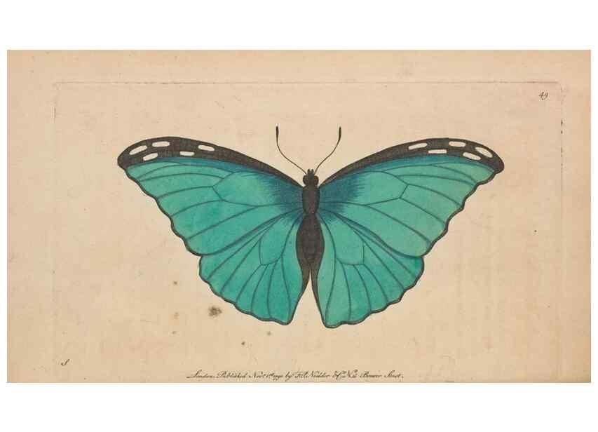 Reproducción/Reproduction 30850911805: The naturalist's miscellany, or Coloured figures of natural objects. London :Printed for Nodder & Co.,1789-1813