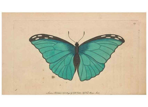 Reproducción/Reproduction 30850911805: The naturalist's miscellany, or Coloured figures of natural objects. London :Printed for Nodder & Co.,1789-1813
