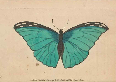 Reproducción/Reproduction 30850911805: The naturalist's miscellany, or Coloured figures of natural objects. London :Printed for Nodder & Co.,1789-1813