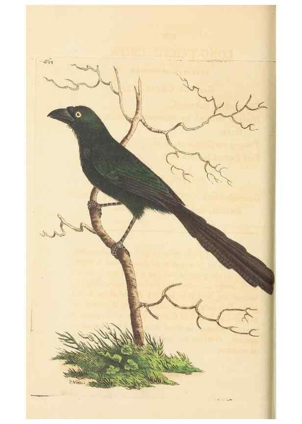 Reproducción/Reproduction 30792386676: The naturalist's miscellany, or Coloured figures of natural objects. London :Printed for Nodder & Co.,1789-1813