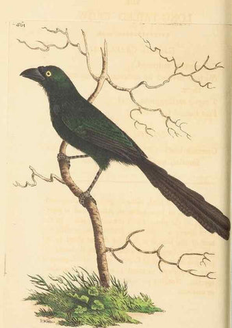 Reproducción/Reproduction 30792386676: The naturalist's miscellany, or Coloured figures of natural objects. London :Printed for Nodder & Co.,1789-1813