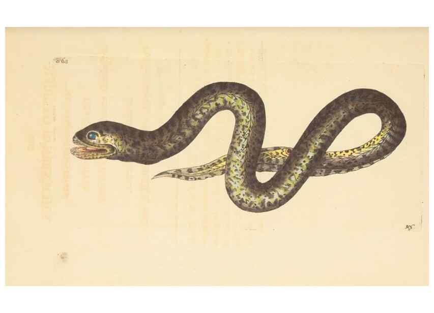 Reproducción/Reproduction 30528070780: The naturalist's miscellany, or Coloured figures of natural objects. London :Printed for Nodder & Co.,1789-1813