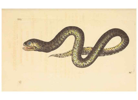 Reproducción/Reproduction 30528070780: The naturalist's miscellany, or Coloured figures of natural objects. London :Printed for Nodder & Co.,1789-1813