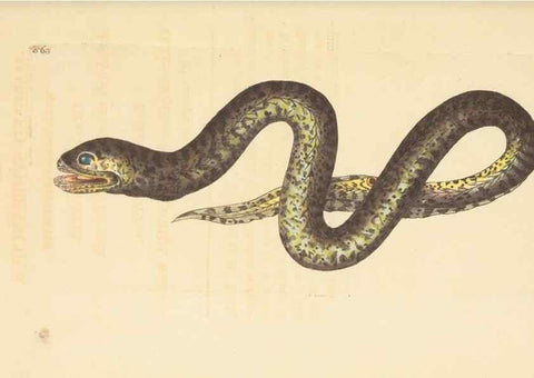 Reproducción/Reproduction 30528070780: The naturalist's miscellany, or Coloured figures of natural objects. London :Printed for Nodder & Co.,1789-1813