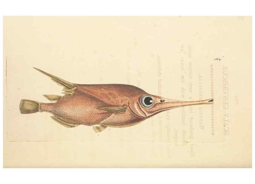 Reproducción/Reproduction 30792418156: The naturalist's miscellany, or Coloured figures of natural objects. London :Printed for Nodder & Co.,1789-1813