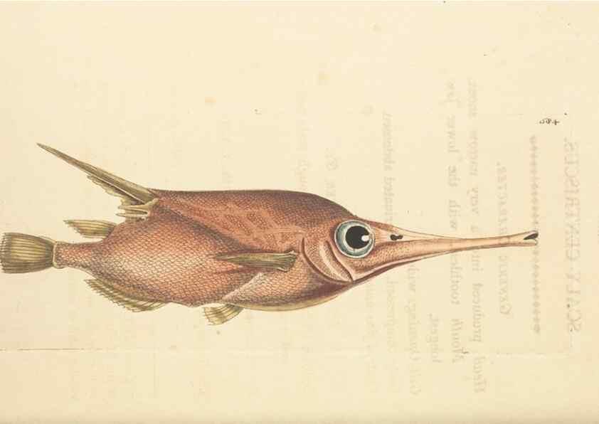 Reproducción/Reproduction 30792418156: The naturalist's miscellany, or Coloured figures of natural objects. London :Printed for Nodder & Co.,1789-1813