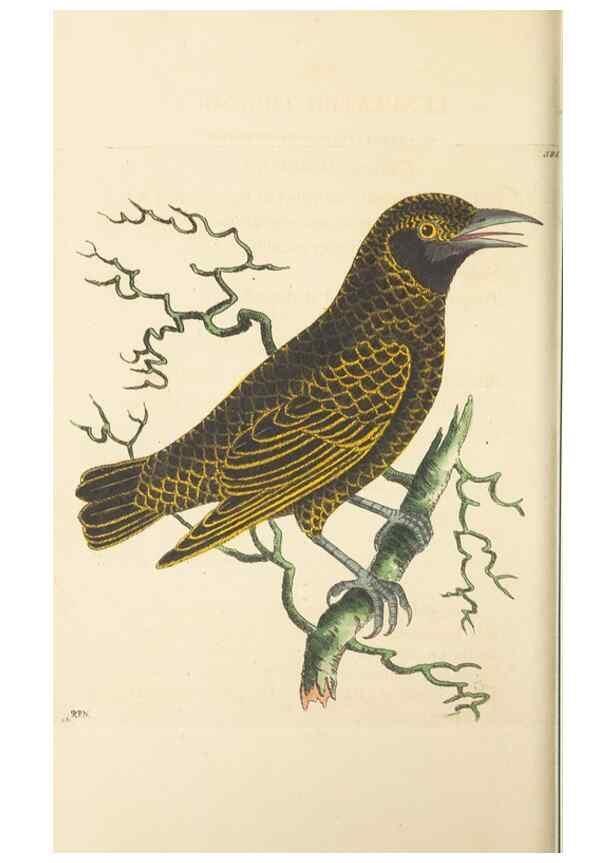 Reproducción/Reproduction 30792421666: The naturalist's miscellany, or Coloured figures of natural objects. London :Printed for Nodder & Co.,1789-1813