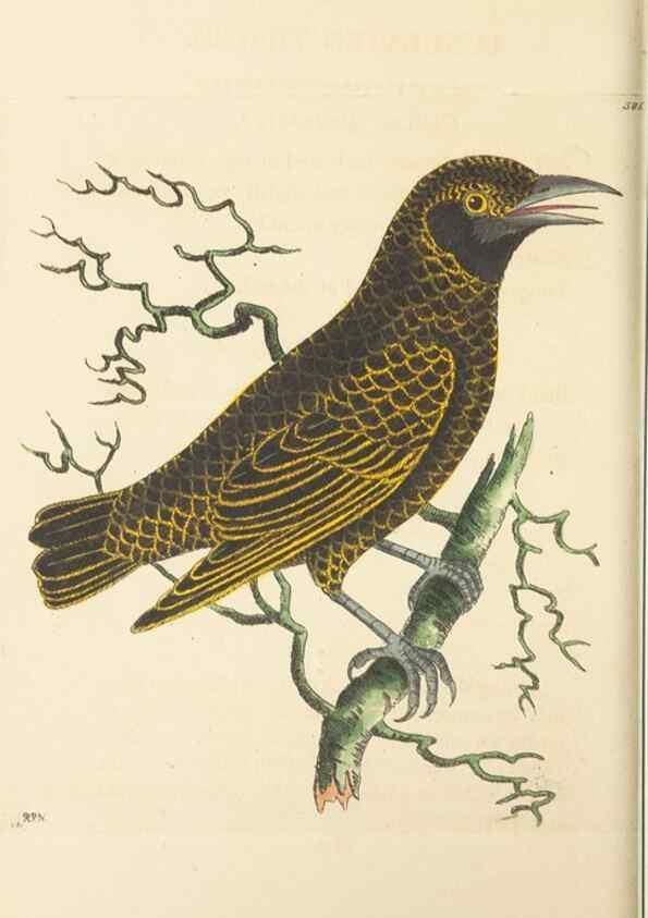 Reproducción/Reproduction 30792421666: The naturalist's miscellany, or Coloured figures of natural objects. London :Printed for Nodder & Co.,1789-1813