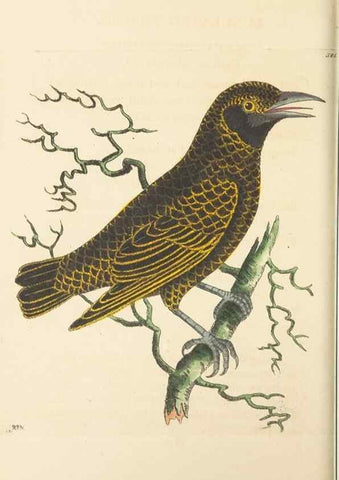 Reproducción/Reproduction 30792421666: The naturalist's miscellany, or Coloured figures of natural objects. London :Printed for Nodder & Co.,1789-1813