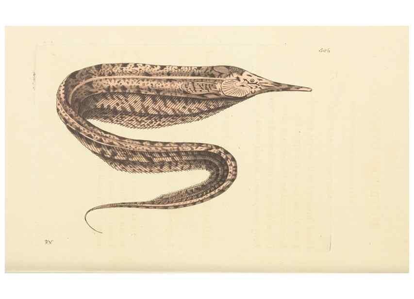 Reproducción/Reproduction 30792424706: The naturalist's miscellany, or Coloured figures of natural objects. London :Printed for Nodder & Co.,1789-1813