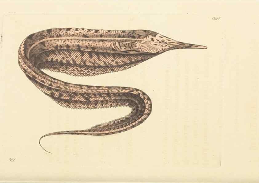 Reproducción/Reproduction 30792424706: The naturalist's miscellany, or Coloured figures of natural objects. London :Printed for Nodder & Co.,1789-1813