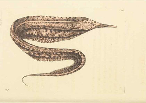 Reproducción/Reproduction 30792424706: The naturalist's miscellany, or Coloured figures of natural objects. London :Printed for Nodder & Co.,1789-1813