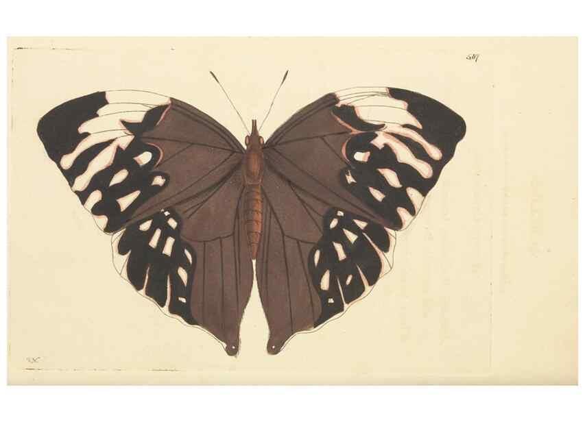 Reproducción/Reproduction 30741212431: The naturalist's miscellany, or Coloured figures of natural objects. London :Printed for Nodder & Co.,1789-1813