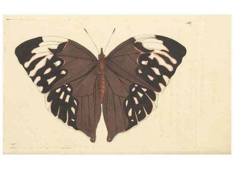Reproducción/Reproduction 30741212431: The naturalist's miscellany, or Coloured figures of natural objects. London :Printed for Nodder & Co.,1789-1813