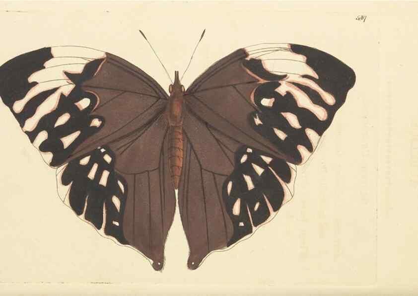 Reproducción/Reproduction 30741212431: The naturalist's miscellany, or Coloured figures of natural objects. London :Printed for Nodder & Co.,1789-1813